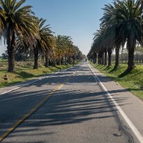 allee de palmiers 07/09/2018 - Des dizaines de kilomètres de palmiers. Les colons du coin avaient du goût et... de l'argent. Incredible - kilometers and kilometers of palm trees...